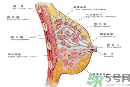 如何預防胸部一大一??？乳房一大一小要注意什么問題？