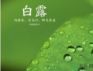白露是什么意思？白露是幾月幾日