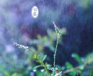 白露茶是什么茶？白露為什么要喝白露茶？