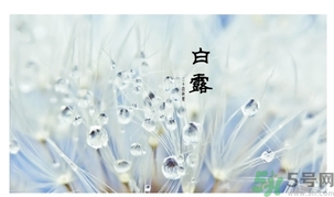 白露茶是什么茶？白露為什么要喝白露茶？