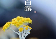白露茶是什么茶？白露為什么要喝白露茶？