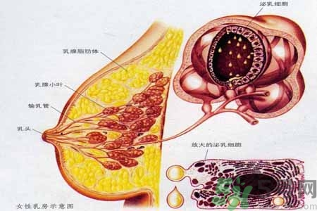 怎樣區(qū)分乳房包塊是良性還是惡性？如何診斷乳房腫塊是惡性還是良性？