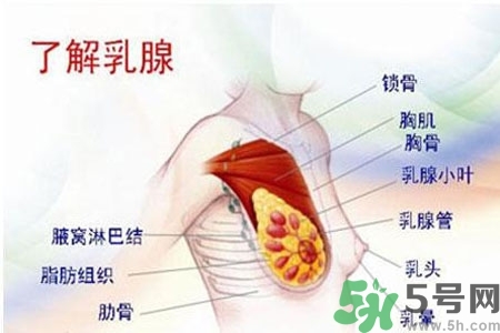 乳房上有硬塊怎么辦？乳房有硬塊的病因是什么？