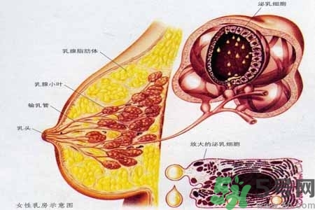 乳房上有硬塊怎么辦？乳房有硬塊的病因是什么？