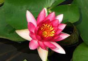 處暑如何養(yǎng)生？處暑養(yǎng)生要注意什么？