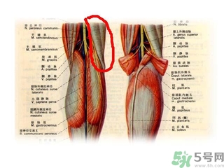 韌帶斷裂吃什么好得快？前十字韌帶斷裂吃什么補(bǔ)品？