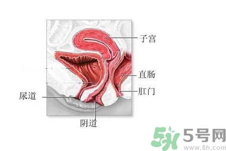 陰道松弛是什么？陰道松弛的癥狀有哪些？