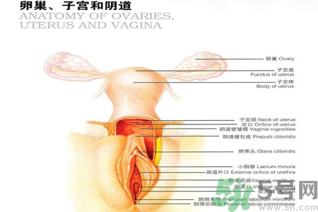 陰道干澀的原因是什么？陰道干澀怎么辦？