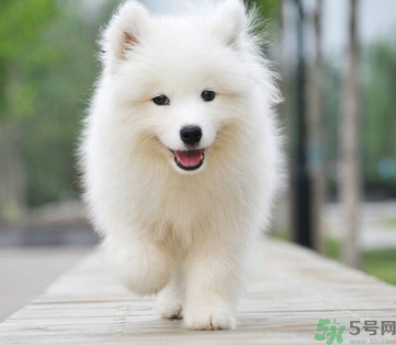 狗狗可以吃月餅嗎？狗狗吃月餅的危害