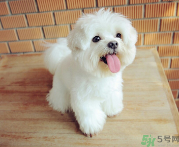 狗狗可以吃月餅嗎？狗狗吃月餅的危害