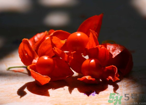 紅姑娘吃多了會怎樣？吃野生紅姑娘的好處和壞處