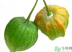 紅姑娘吃多了會怎樣？吃野生紅姑娘的好處和壞處