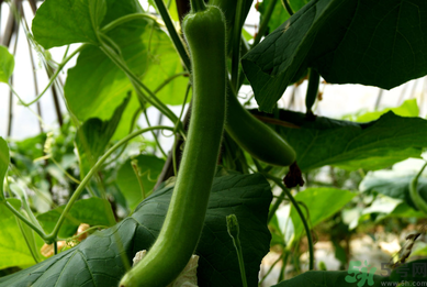 瓠子是涼性的嗎？如何辨別涼性食物與寒性食物？
