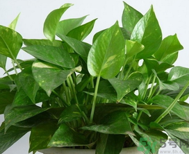 客廳放什么植物好？客廳植物選什么好？