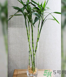 客廳放什么植物好？客廳植物選什么好？