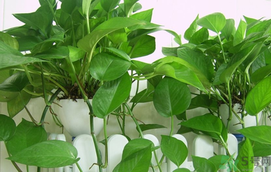 臥室放什么植物好？臥室植物放什么好？