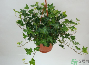 臥室放什么植物好？臥室植物放什么好？