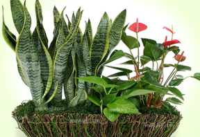 什么植物吸收甲醛最好？吸收甲醛的室內(nèi)植物