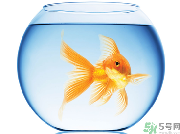 家里養(yǎng)魚好嗎？家里養(yǎng)魚有什么講究？