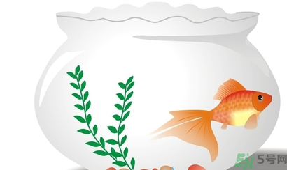 家里養(yǎng)魚好嗎？家里養(yǎng)魚有什么講究？