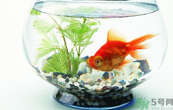 家里養(yǎng)魚好嗎？家里養(yǎng)魚有什么講究？
