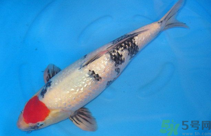 家里養(yǎng)什么魚好？家里養(yǎng)魚幾條最好？