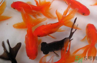 家里養(yǎng)什么魚好？家里養(yǎng)魚幾條最好？
