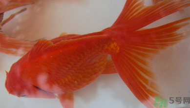 家里養(yǎng)什么魚好？家里養(yǎng)魚幾條最好？
