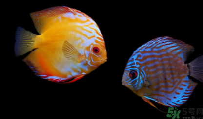 家里養(yǎng)什么魚好？家里養(yǎng)魚幾條最好？