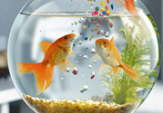 家里養(yǎng)魚好嗎？家里養(yǎng)魚有什么講究？