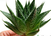 什么植物吸收甲醛最好？吸收甲醛的室內(nèi)植物