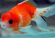 家里養(yǎng)什么魚好？家里養(yǎng)魚幾條最好？