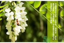 洋槐蜜是什么？洋槐蜜的作用與功效有哪些？