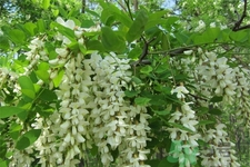 洋槐蜜的鑒別方法是什么？洋槐蜜多少錢一斤？