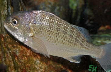 魚眼睛可以吃嗎？吃魚眼睛有什么好處？