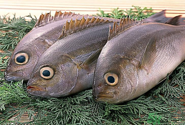 魚眼睛可以吃嗎？吃魚眼睛有什么好處？