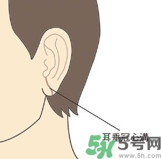 耳垂上有豎紋是怎么回事？山根有橫紋是什么病？