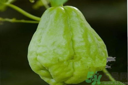 佛手瓜的功效與作用是什么？佛手瓜的營養(yǎng)價值有哪些？