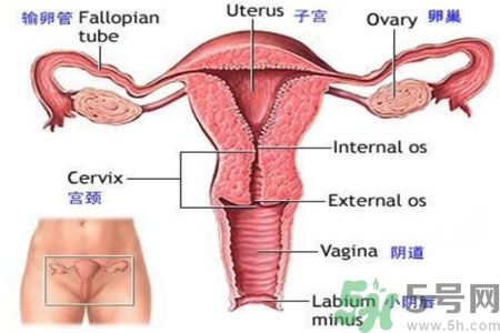 引起外陰瘙癢的疾病有哪些？治療外陰瘙癢的偏方有哪些？