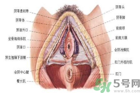 外陰瘙癢如何治療？外陰瘙癢可以用什么藥？？