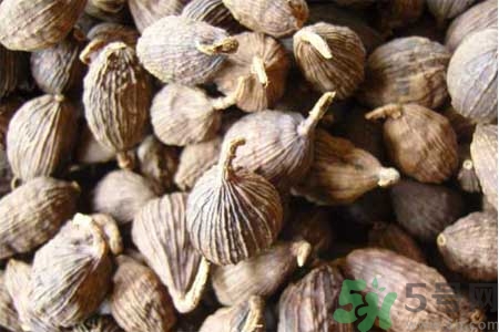草果是什么？草果的功效與作用