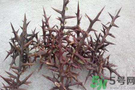 皂角刺的藥用價值是什么？皂角刺的功效與作用有哪些？