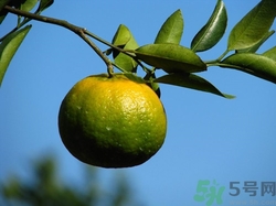 橘子沒(méi)熟可以吃嗎?橘子沒(méi)熟吃了會(huì)怎么樣