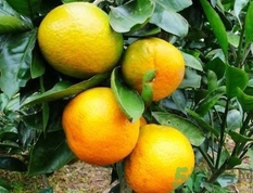橘子沒(méi)熟可以吃嗎?橘子沒(méi)熟吃了會(huì)怎么樣