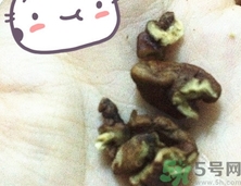 三只松鼠多少錢一袋？三只松鼠價格