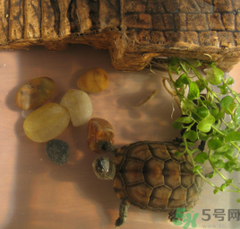 家里養(yǎng)烏龜好不好？家里養(yǎng)烏龜有什么講究？
