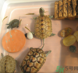 家里養(yǎng)烏龜好不好？家里養(yǎng)烏龜有什么講究？