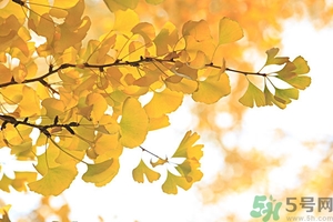 秋燥吃什么好？秋燥怎么辦？