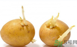 土豆發(fā)芽了還能吃嗎？發(fā)芽的土豆吃了會(huì)怎么樣？