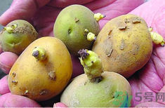 土豆發(fā)芽了還能吃嗎？發(fā)芽的土豆吃了會(huì)怎么樣？